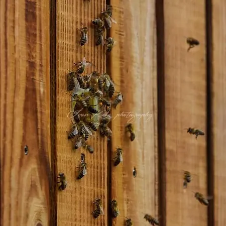 Hisa Zdravega Oddiha Begunje pri Cerknici