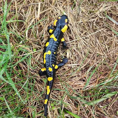 Hisa Zdravega Oddiha Apartamento Begunje pri Cerknici