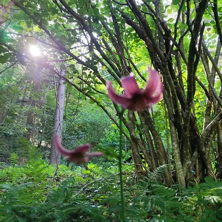 Hisa Zdravega Oddiha Apartment