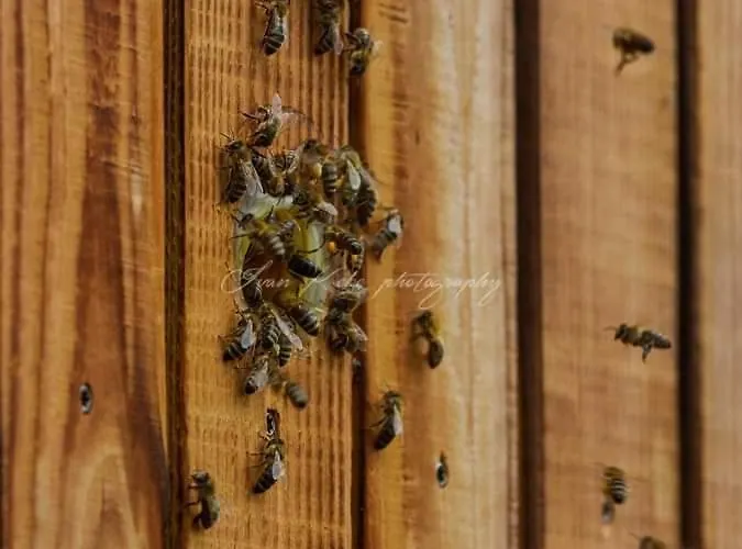 Hisa Zdravega Oddiha Begunje pri Cerknici
