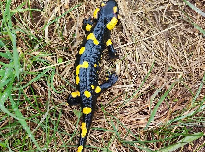 Hisa Zdravega Oddiha Appartamento Begunje pri Cerknici