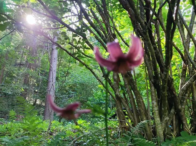 Hisa Zdravega Oddiha アパート